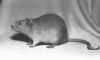 Rat.gif (36040 bytes)